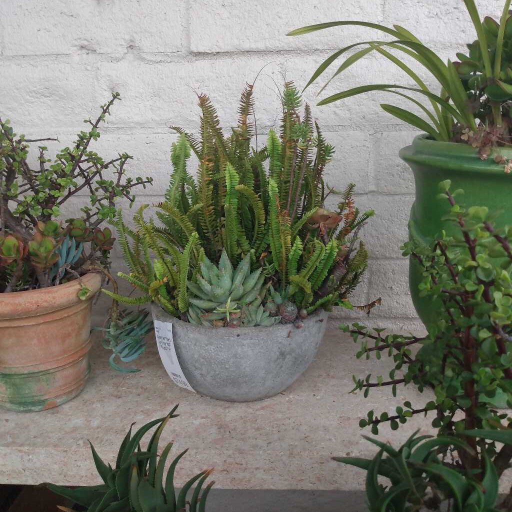 Assorted Plants in Grey Half Round Pot