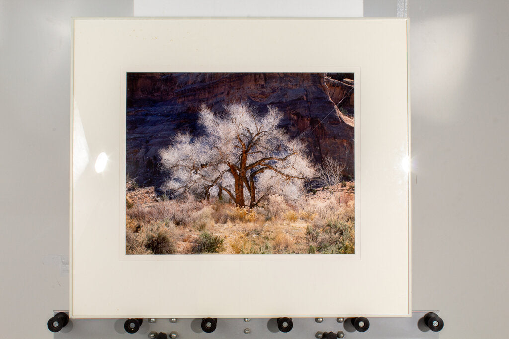 Christopher Burkett - "Cottonwood and Light" - Limited Edition Print