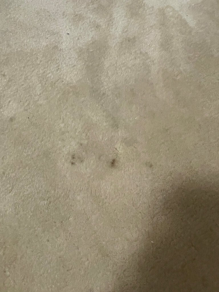 Chinese "Super Washed" Tientsin Rug - Wool on Cotton Foundation