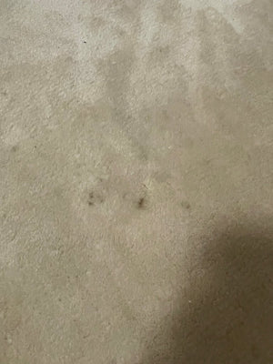 Chinese "Super Washed" Tientsin Rug - Wool on Cotton Foundation