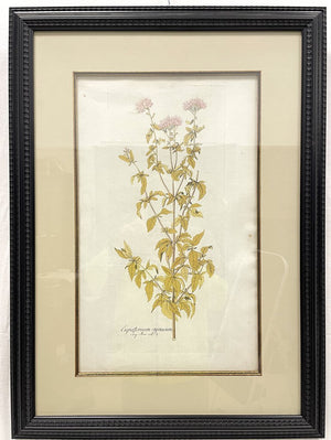 Framed Botanical Illustration - Eupatorium Syriacum