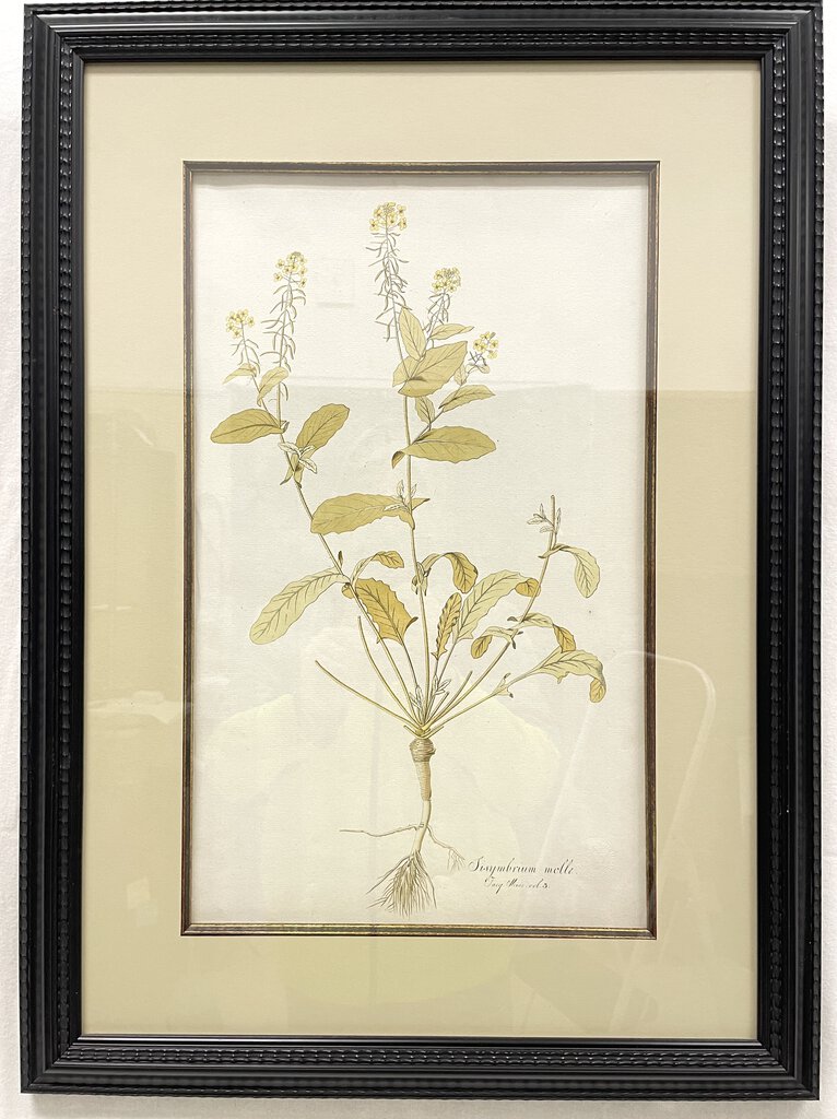 Framed Botanical Illustration - Sisymbrium Molle