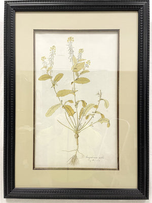 Framed Botanical Illustration - Sisymbrium Molle