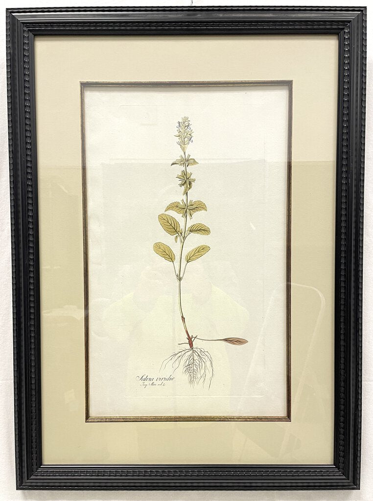 Framed Botanical Illustration - Salvia Viridis