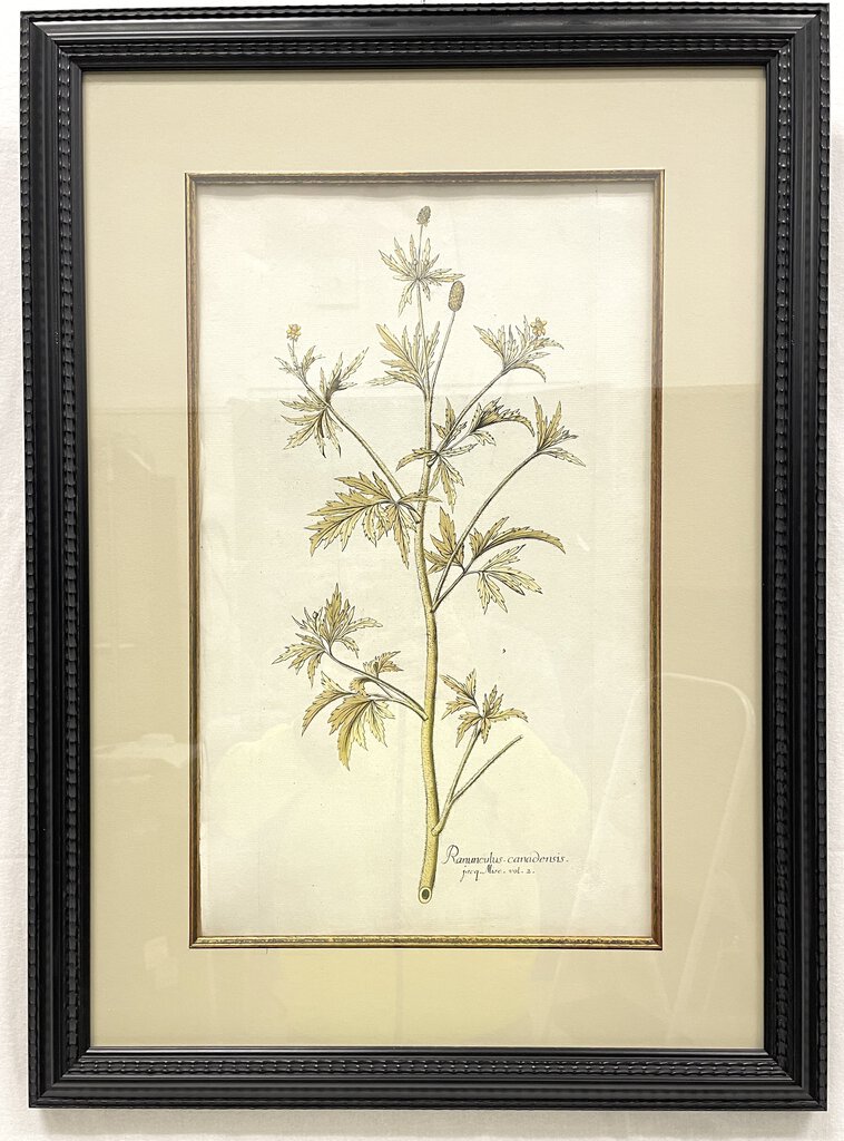 Framed Botanical Illustration - Ranunculus Canadensis