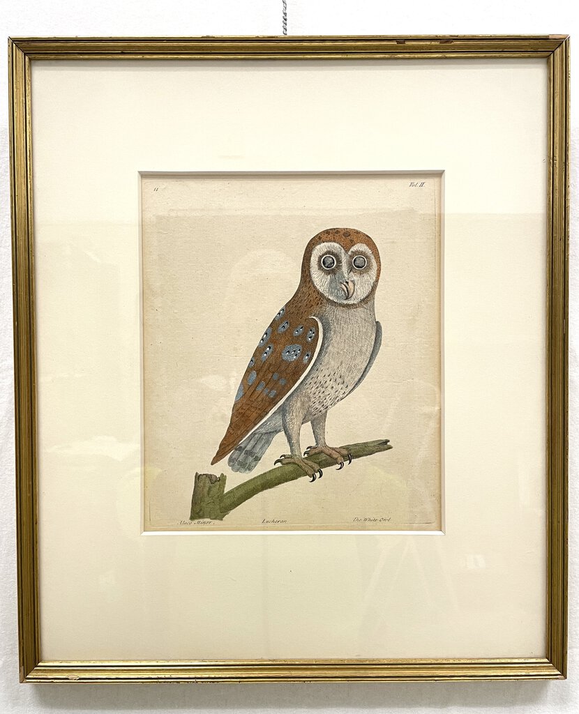 Framed Anatomical Owl Illustration - Aluco Minor/Tawny Owl