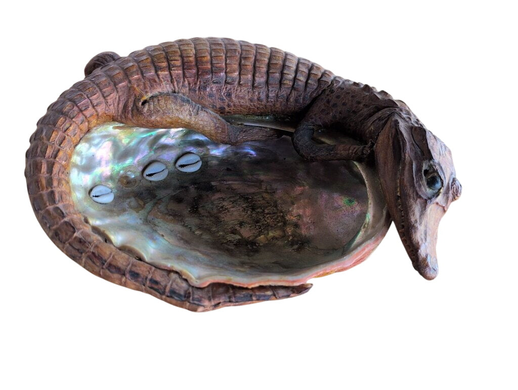 Premium Alligator Taxidermy Mounted On Abalone-Shell