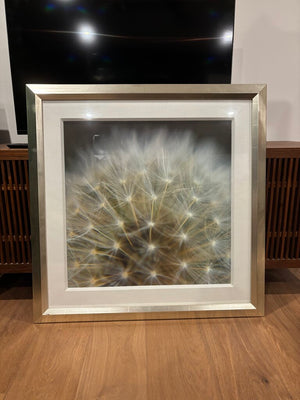 Framed Dandelion Art Print