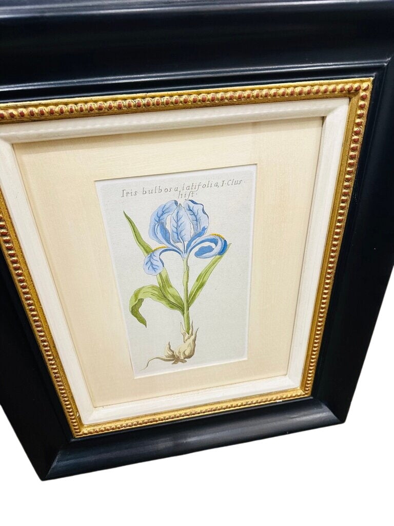 Botanical Illustration Art 20x24