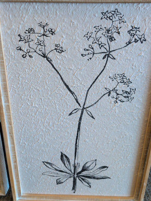 Pair Botanical Framed Art