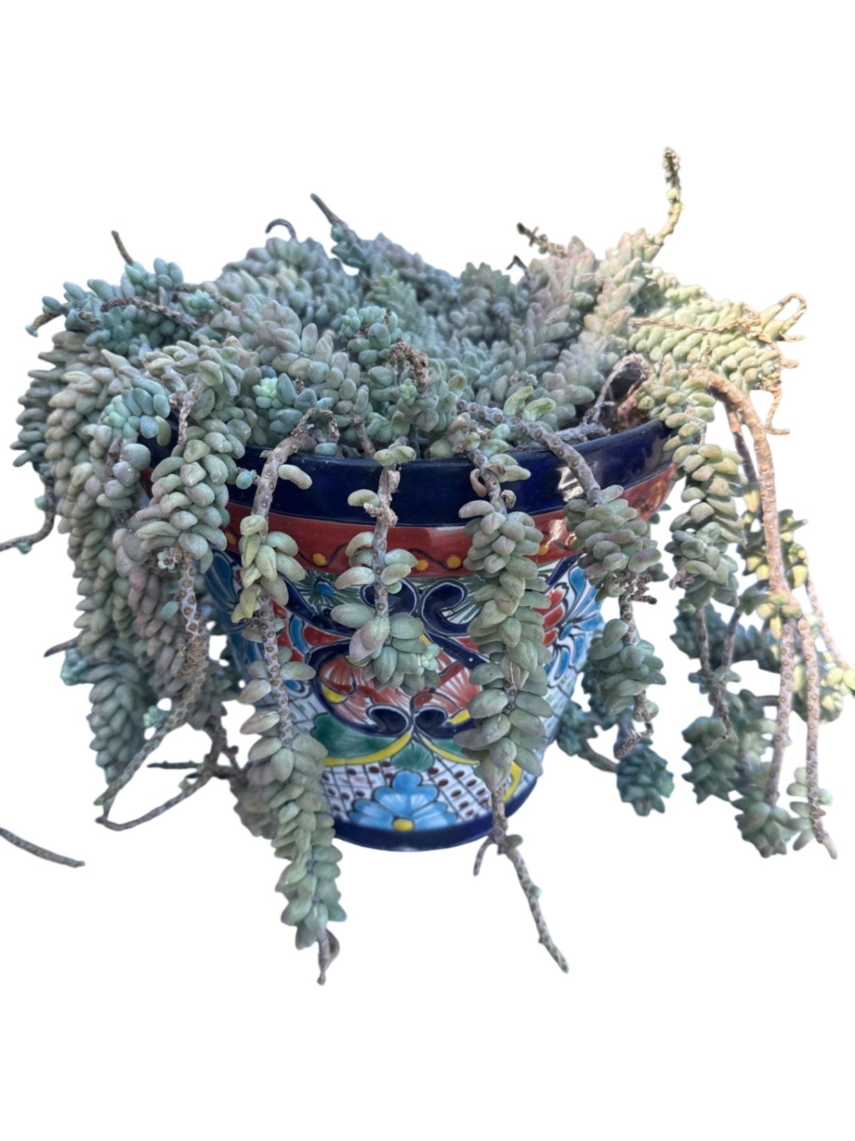 Succulent in Painted Pot