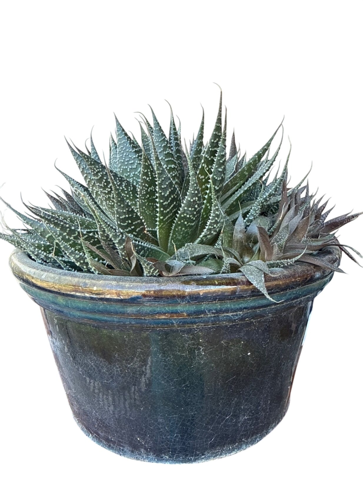 Potted Cactus Arrangement