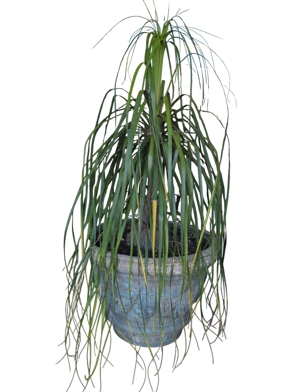 Concrete Planter With Plant