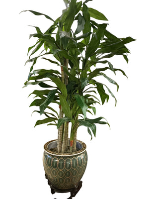 Green & Gold 19" Porcelain Fish Bowl On Stand With Faux Dracaena Approx. 96" Total