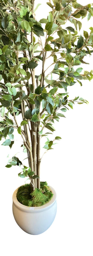 Artificial Ficus Tree In White Planter