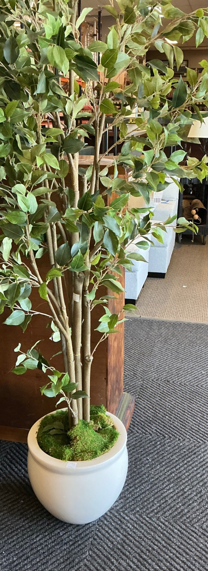 Artificial Ficus Tree In White Planter