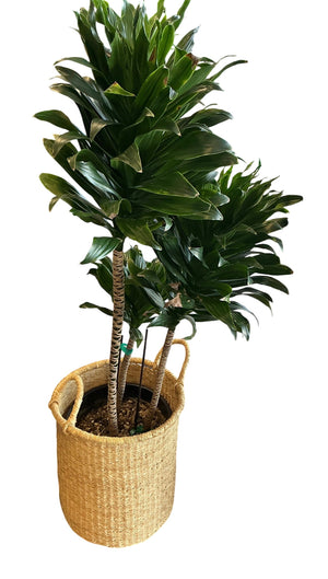 Dracaena Fragrans ‘Janet Craig Compacta