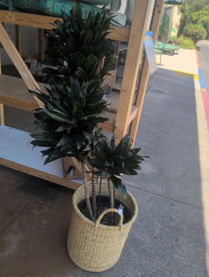 Dracaena Fragrans ‘Janet Craig Compacta