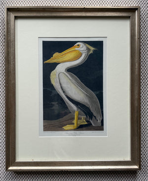 American White Pelican
