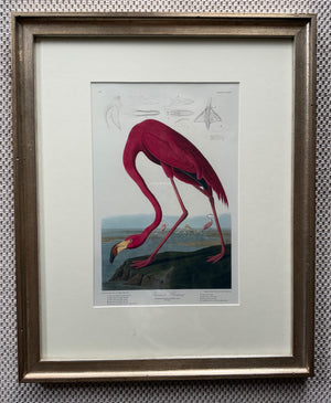 American Flamingo