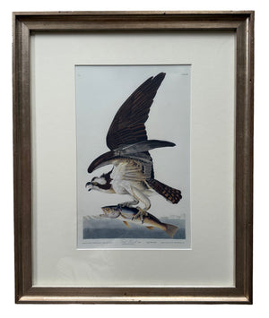 Fish Hawk