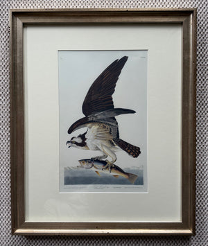 Fish Hawk