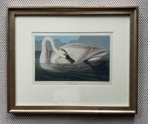 Trumpeter Swan