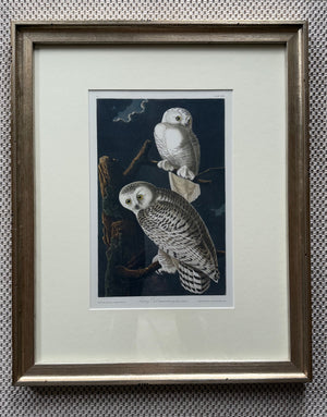 Snow Owl