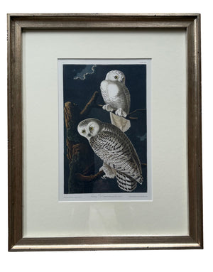 Snow Owl