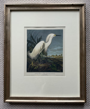 Snowy Heron or White Egret