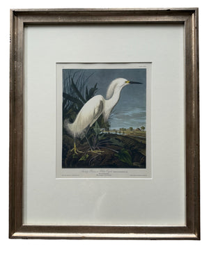 Snowy Heron or White Egret