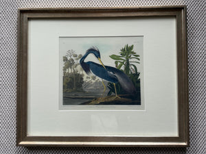 Louisiana Heron
