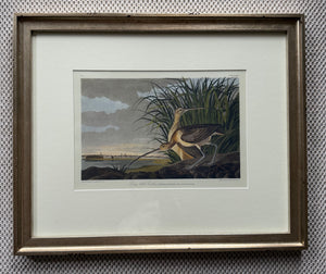 Long-Billed Curlew