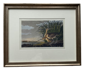 Long-Billed Curlew