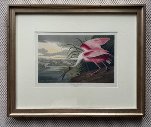 Roseate Spoonbill
