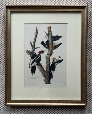 Ivory Billed Woodpecker