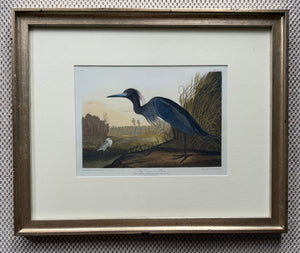 Blue Crane or Heron