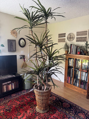 Quality Silk Tree