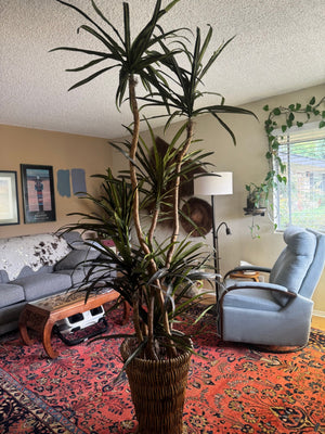 Quality Silk Tree