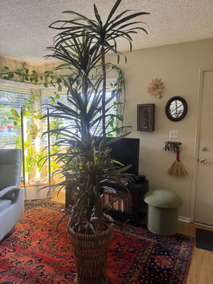 Quality Silk Tree