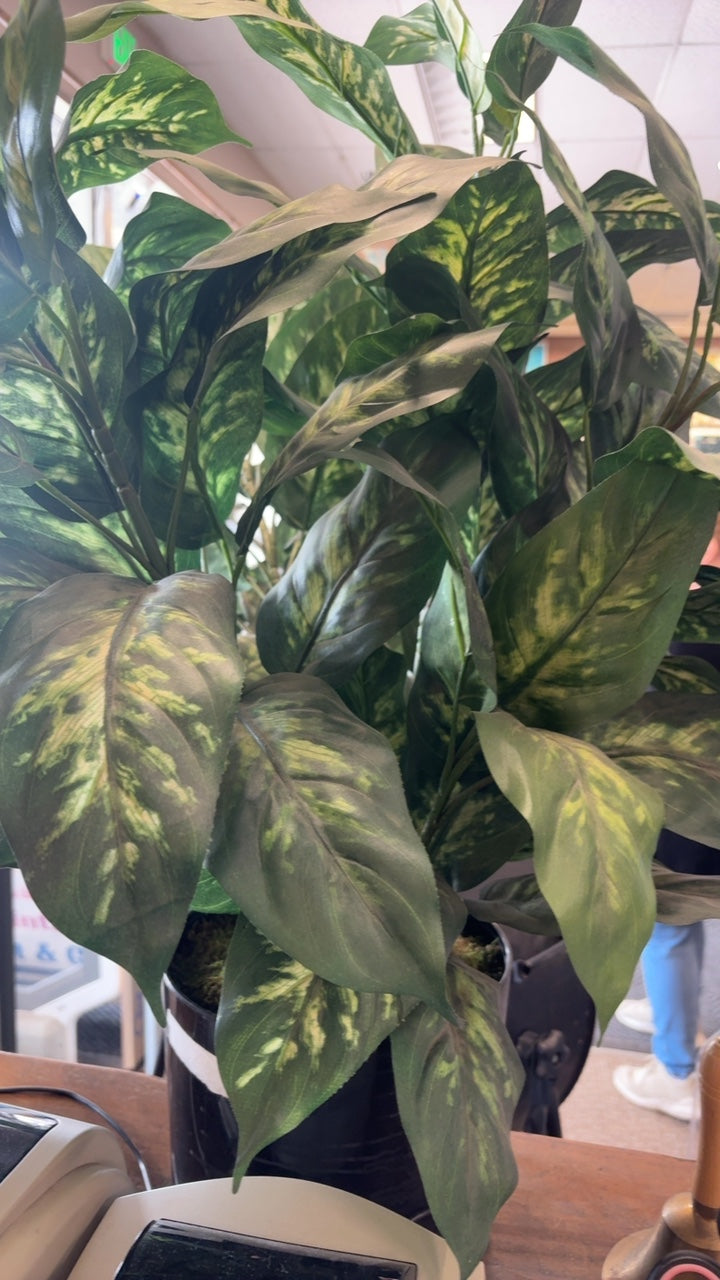 Artificial Dieffenbachia Floor Plant in Black Planter