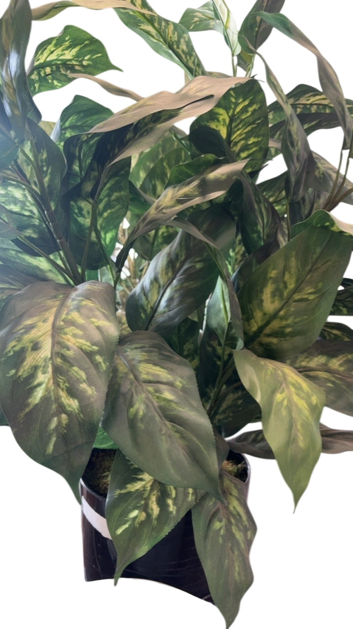 Artificial Dieffenbachia Floor Plant in Black Planter