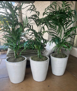Faux Palm In White Ceramic Pot Price Per Pot (each)
