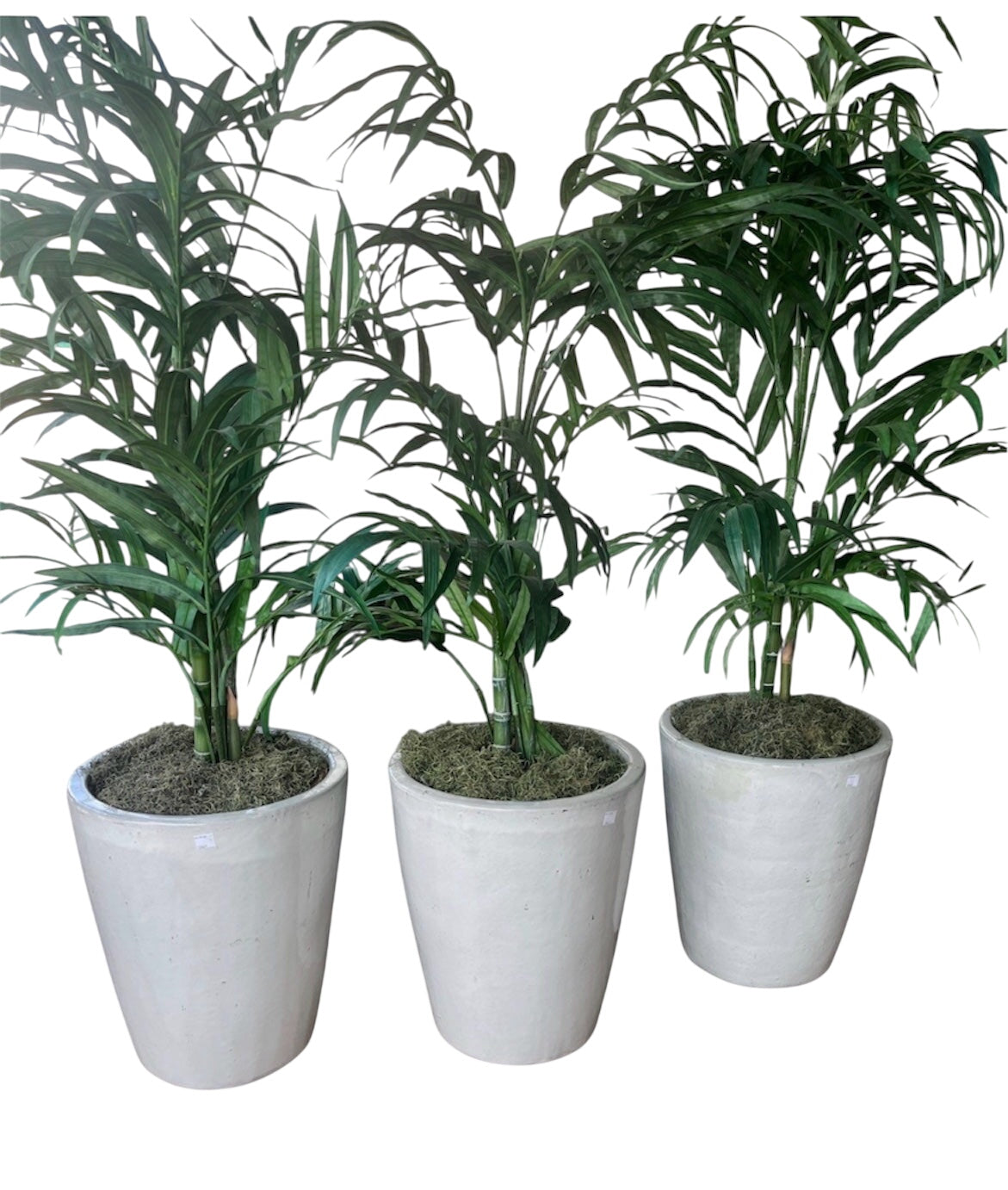 Faux Palm In White Ceramic 23" Pot 74" Total Height Price Per Pot (Each)