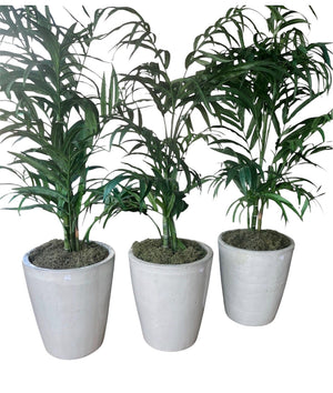 Faux Palm In White Ceramic 23" Pot 74" Total Height Price Per Pot (Each)