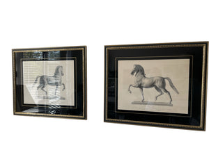 Framed Antonio Canova "Cavallo" Horse Engravings – Classical Equestrian Wall Art (32x27)