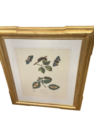The Aurelian: A Natural History of English Moths and Butterflies  EACH ( 29" x 33")