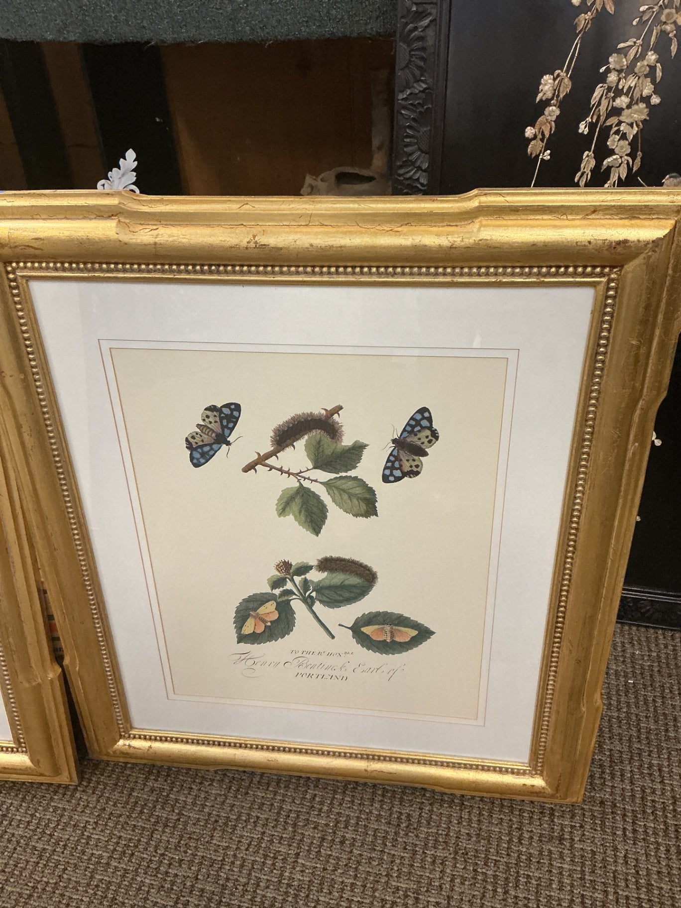 The Aurelian: A Natural History of English Moths and Butterflies  EACH ( 29" x 33")
