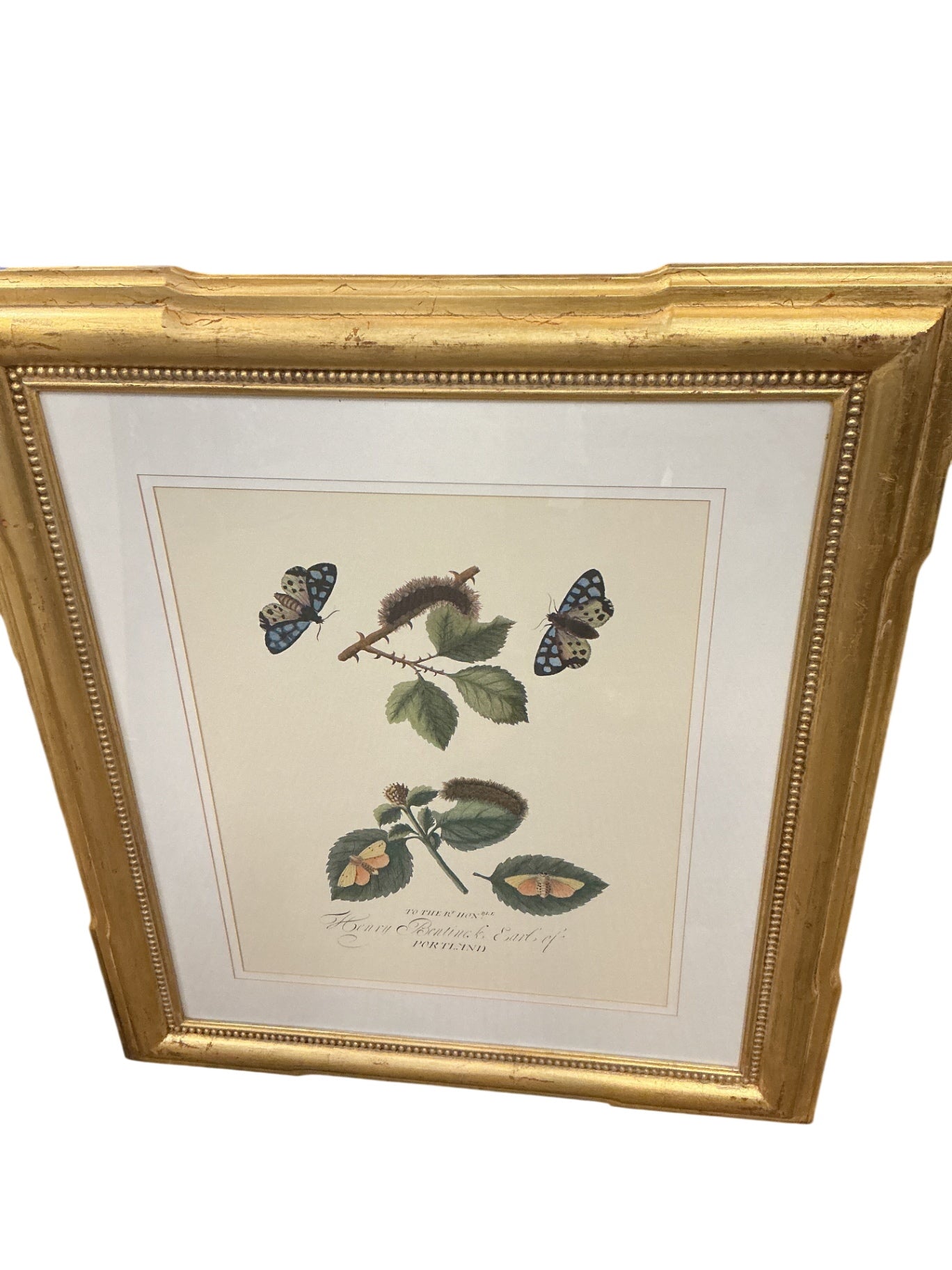 The Aurelian: A Natural History of English Moths and Butterflies  EACH ( 29" x 33")