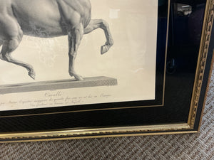 Framed Antonio Canova "Cavallo" Horse Engravings – Classical Equestrian Wall Art (32x27)